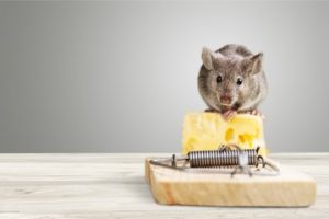 rodent control